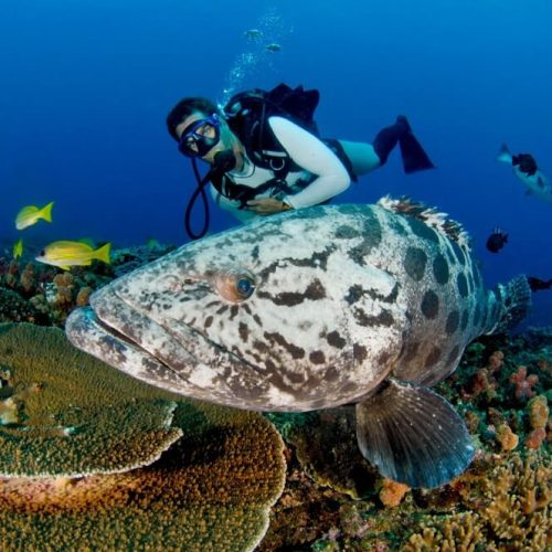 diving-with-cichlids