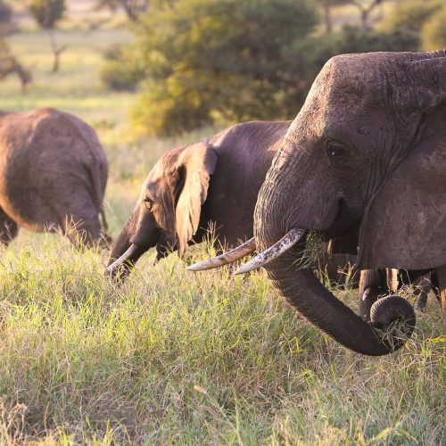 elephant in tarangire