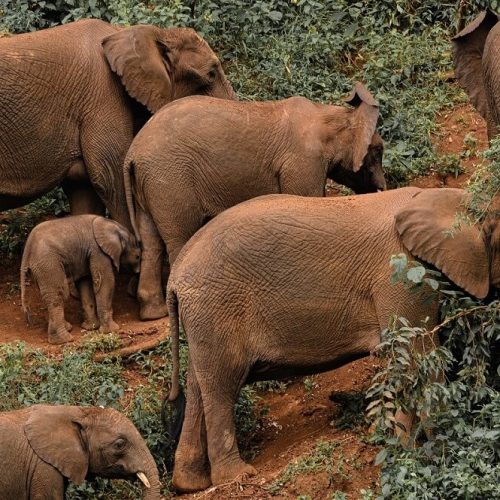 elephant safari 5 (1)