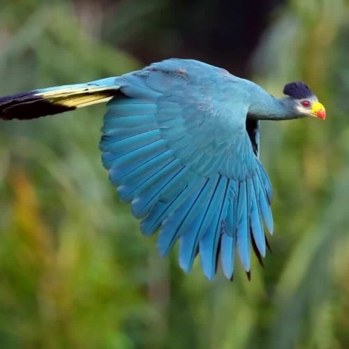 endangered species found only in the Virunga region (1)