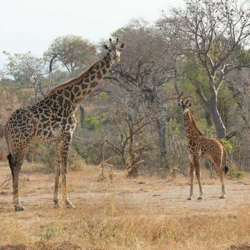 giraffe in ruaha