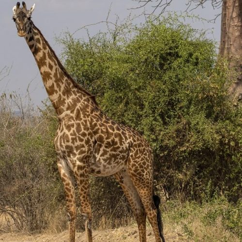 giraffe