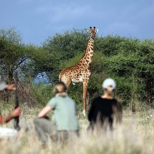 giraffe safari (1)