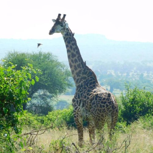 giraffe safari