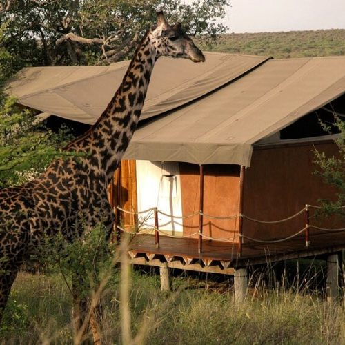 girrafe in maswa game drive