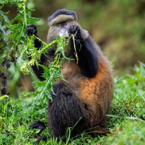 golden-monkey-rwanda