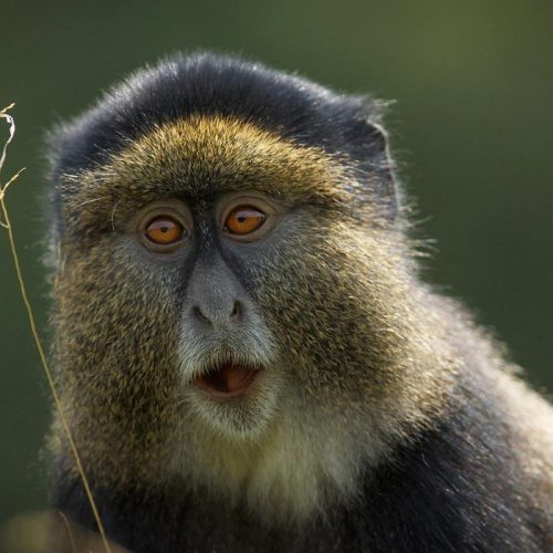 golden-monkeys-in-rwanda
