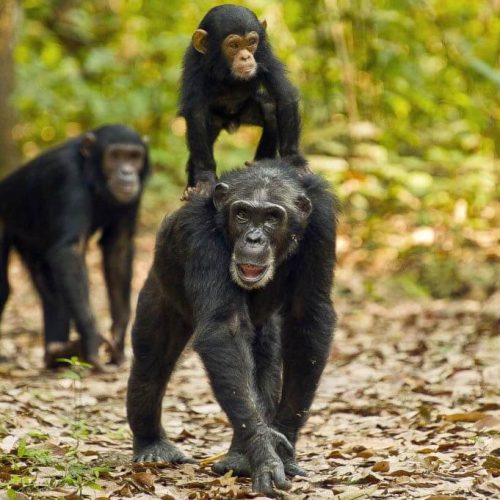 gombe chimpanzee (2)