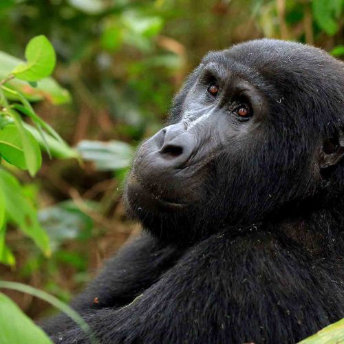 gorilla-trekking-in-Uganda-1