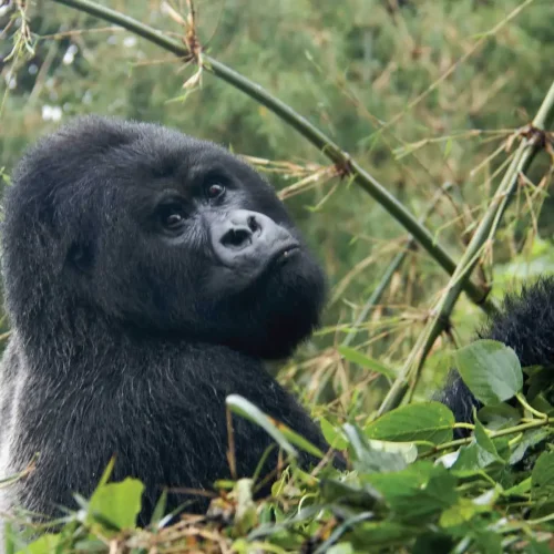 gorilla-trekking-uganda