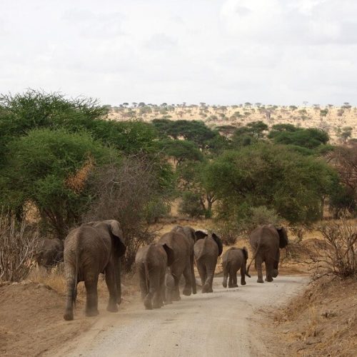herds f elephants (1)
