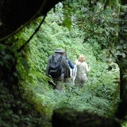 hike-to-dian-fossey-tomb-volcanoe-national-park