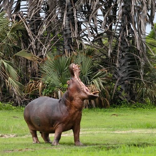 hippo (2)