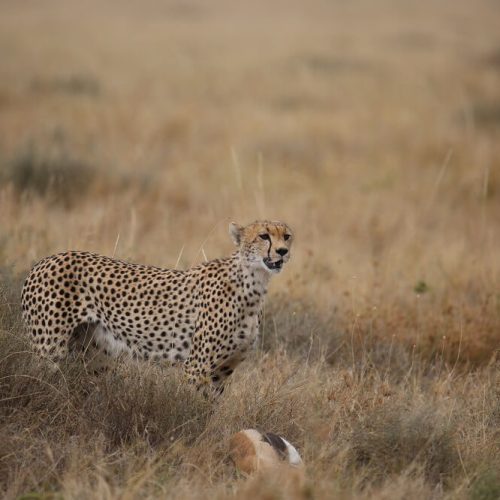 leopard in serengeti 2