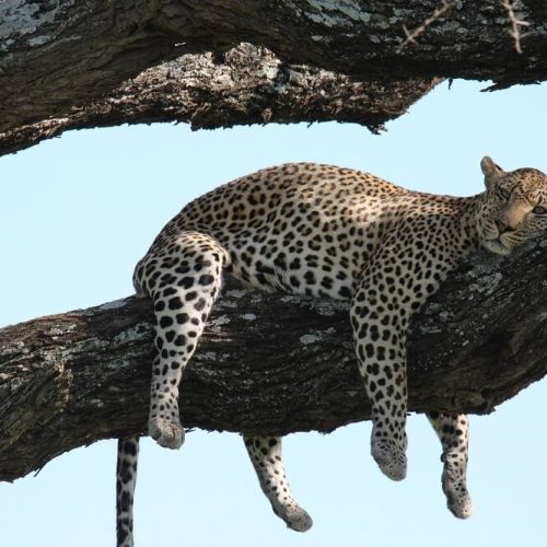 leopards safari (1)
