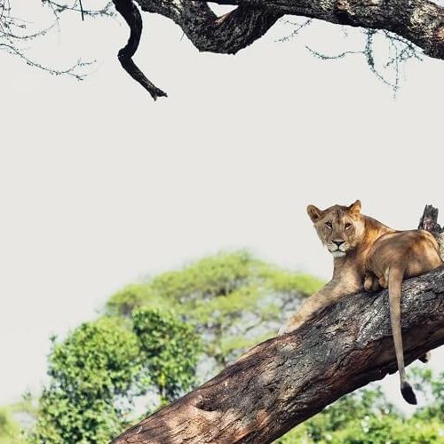 lion in a tree