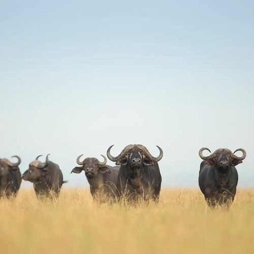 luxury-serengeti-safaris-with-buffalo-big-five (1)