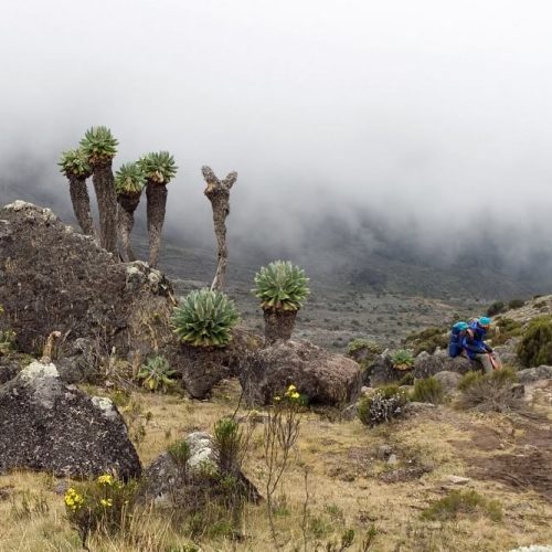 m tkilimanjaro np 3