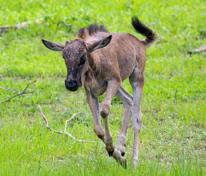 migrationwildlife_wildebeestcal