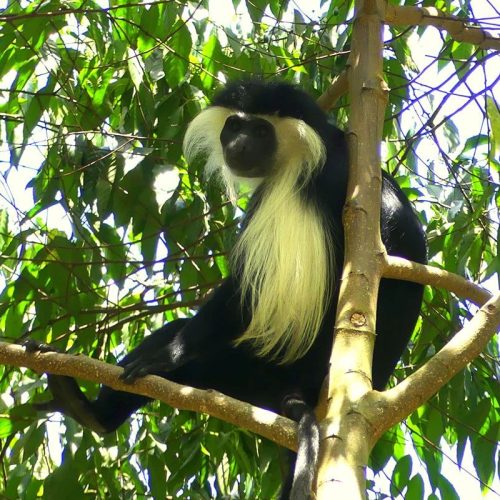 monkey in usambara moutain