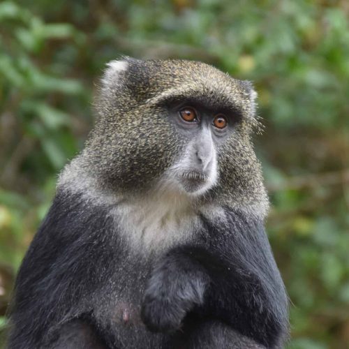 monkey inmt kilimanjaro np