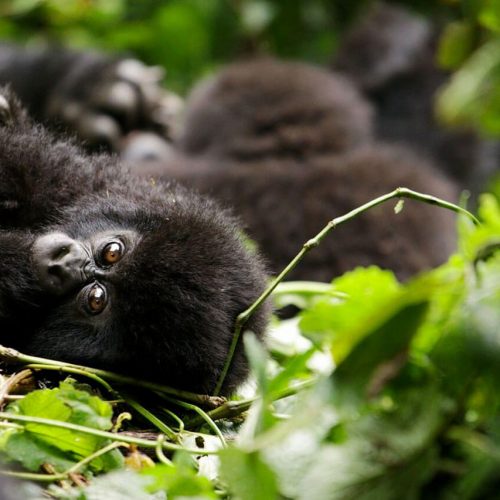 mountain-gorilla-trekking-in-uganda