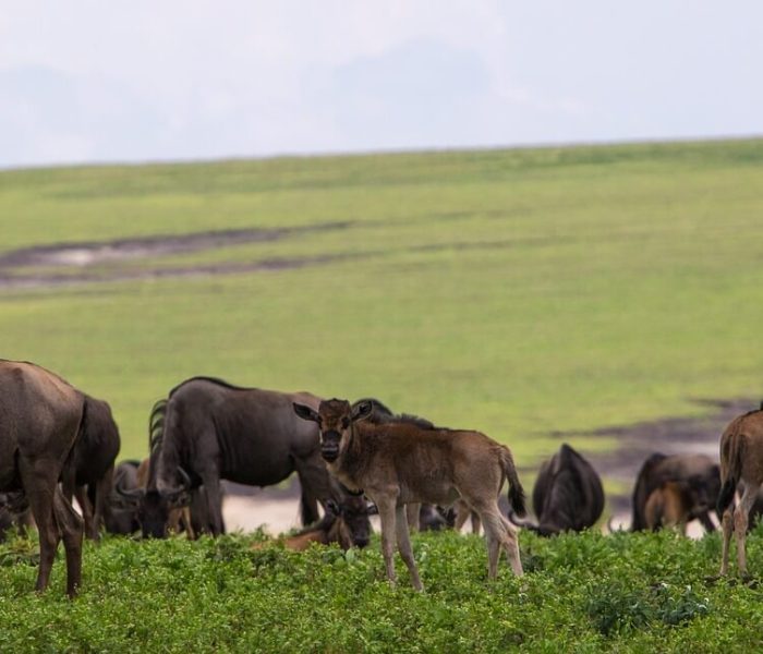 ngorongoro-conservation-area wildebeest migration