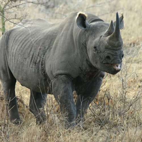 rhino (1)