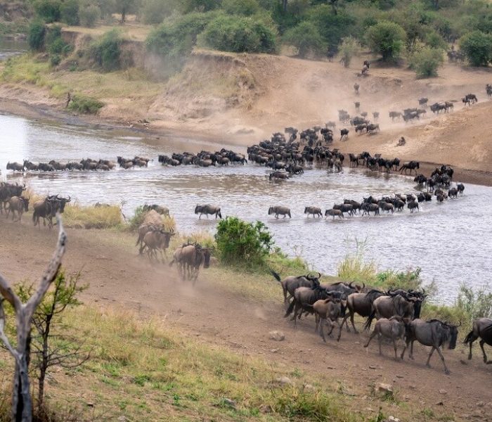 river-crossings-wildebeest-migration1