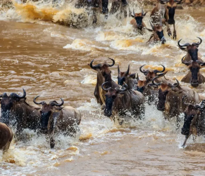 river-crossings-wildebeest-migration2 (1) (1) (1)