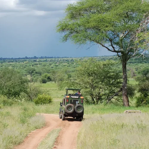 serengeti game drive