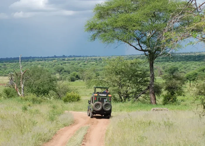 serengeti game drive