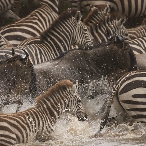 serengeti-migration-tanzania-safaris-africa