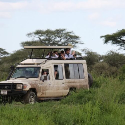 serengeti safari