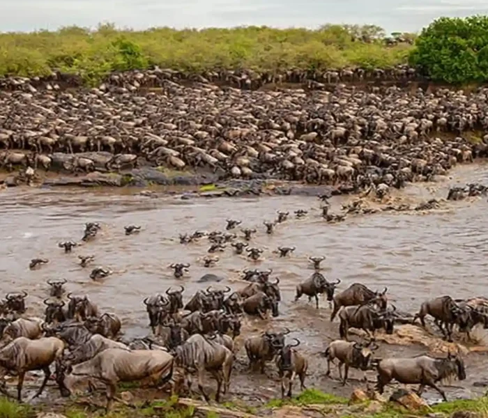 serengeti-wildebeest-migration-crossing-river