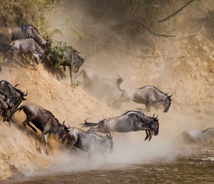 serengeti_wildebeest_migration (2)