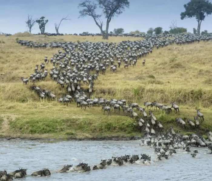 the-best-time-to-see-serengeti-migration-river-crossing