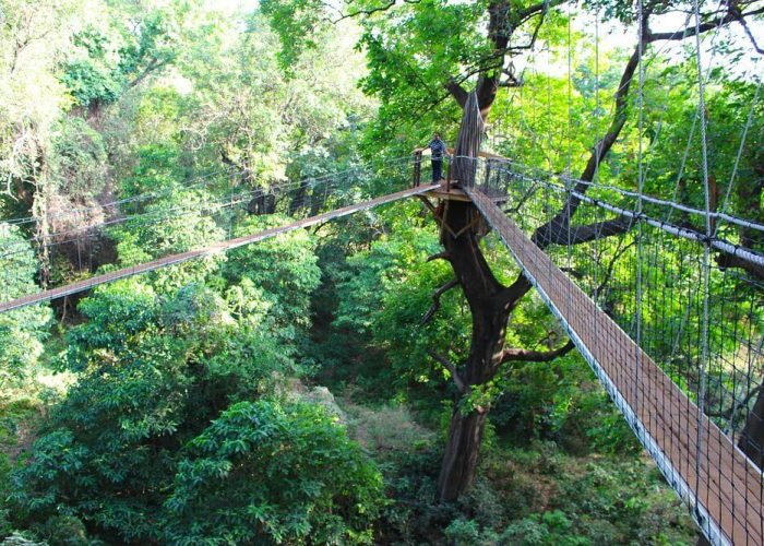 treetop in manyara (1)