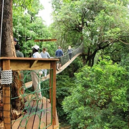 treetop in manyara np