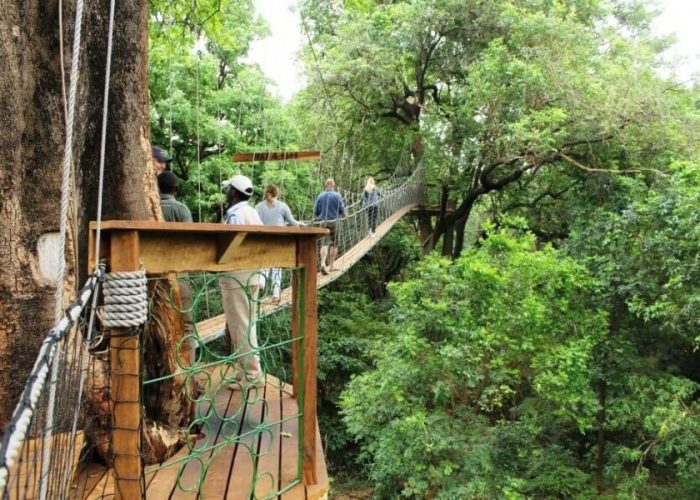 treetop in manyara np