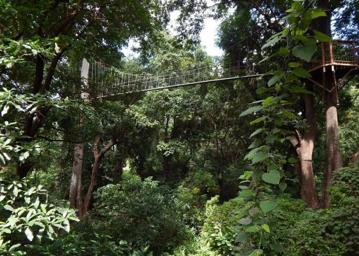 treetop in mnayara 5 (1)