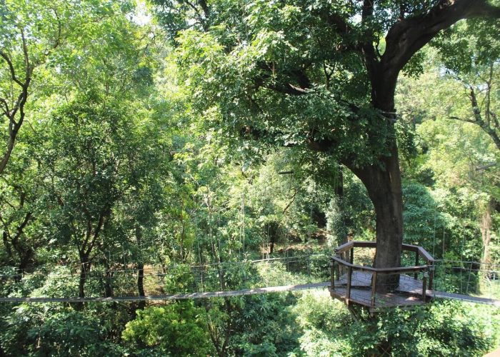 treetop walkway experience