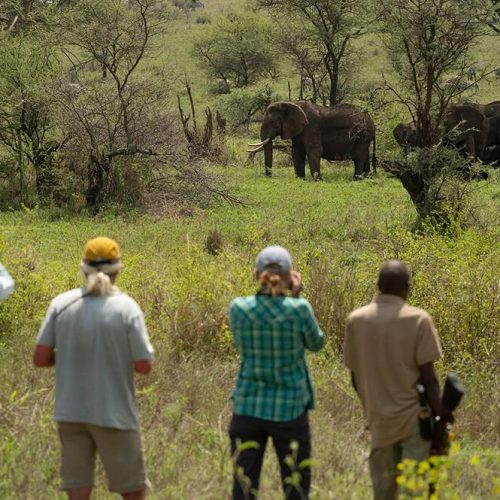walking safari in tarangire