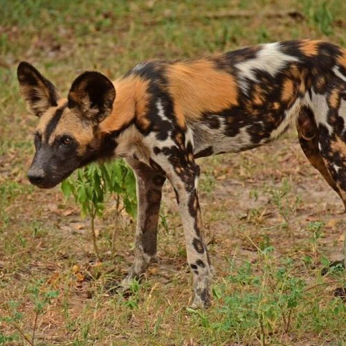 wild dog at nyerere