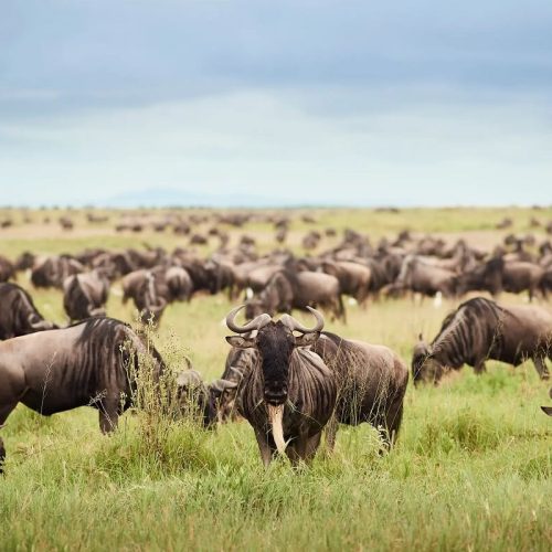 wildebeest 2