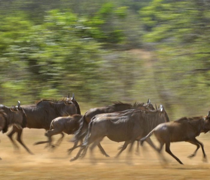wildebeest in maswa game dive