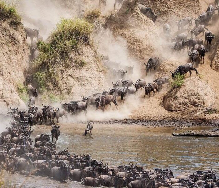 wildebeest-migration-mara-river-crossing