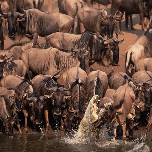 wildebeest-migration-river-crossing-serengeti-safaris