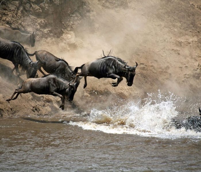 wildebeests-crossing (1)