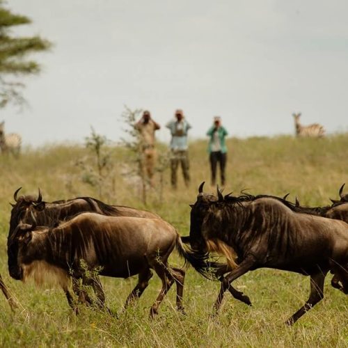 wildebeests